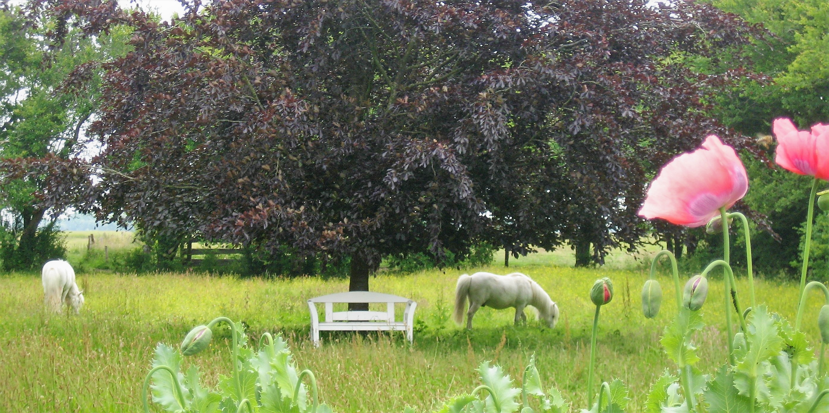 Weide Ponys